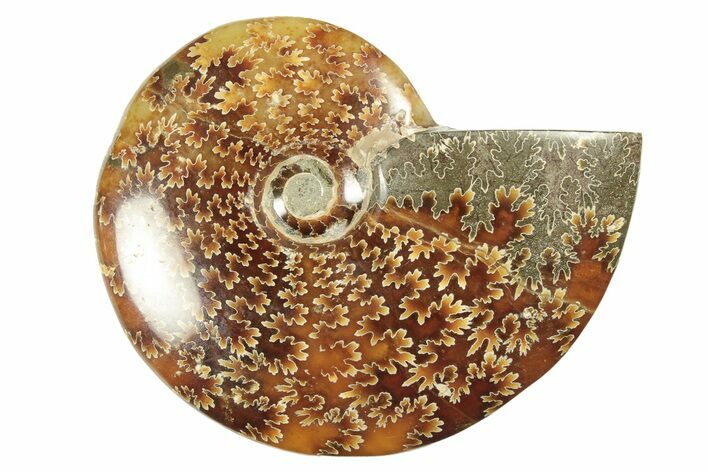 Polished Ammonite (Cleoniceras) Fossil - Madagascar #266278
